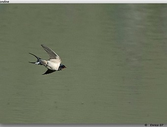 Animali 087